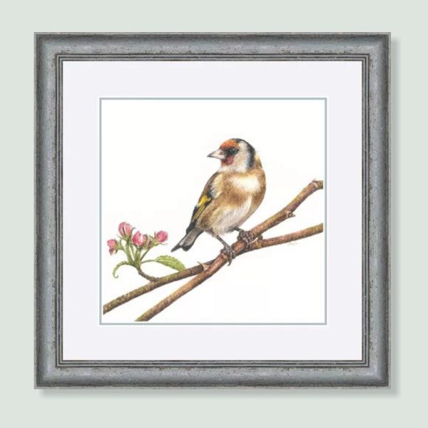 UK Garden Bird Collection - Goldfinch study by wildlife artist Angie