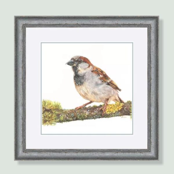 UK Garden Bird Collection - Sparrow study by wildlife artist Angie.